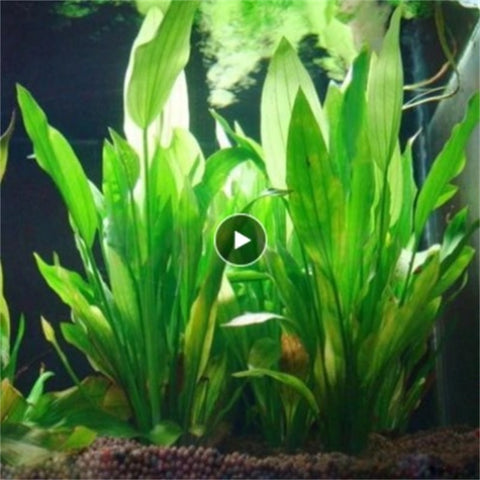 1PCS Artificial Plastic Water Plant Grass Aquarium Decorations