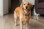7 Best Apartment Dog Breeds for Busy Owners with On-the-Go Lifestyles